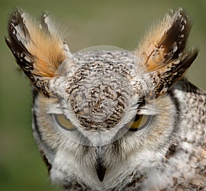 Great Horned Owl