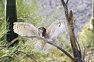 Great Horned Owl