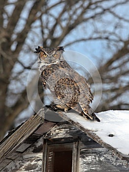 Great Horned Owl