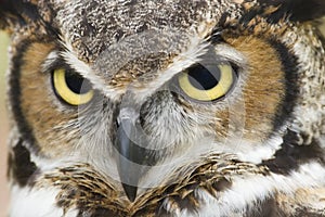 Great Horned Owl Eyes