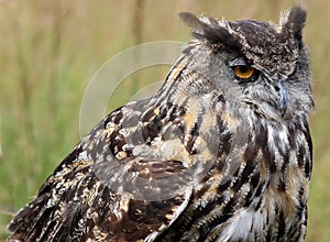 Great Horned Owl