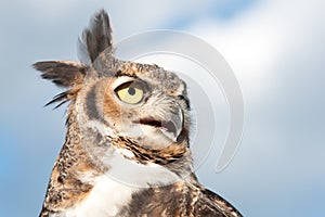 A Great Horned Owl