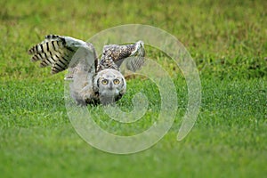 Great horned owl