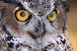 Great Horned Owl