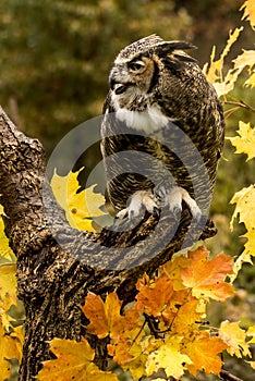 Great Horned Owl