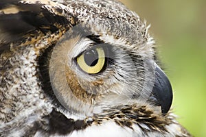 Great Horned Owl