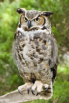 Great Horned Owl