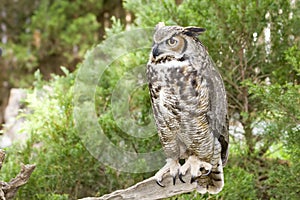 Great Horned Owl