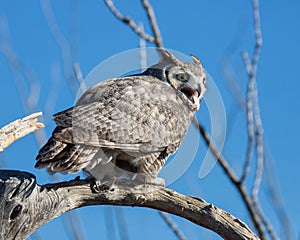 Great Horned Owl