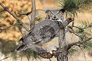 Great Horned Owl photo