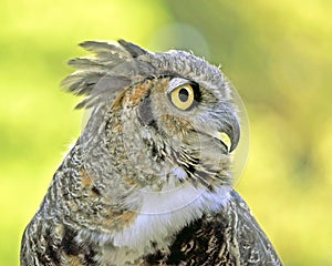 Great Horned Owl