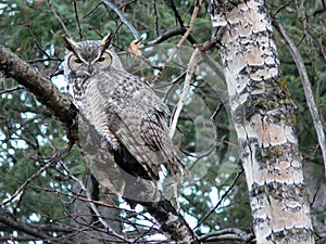 Great Horned Owl