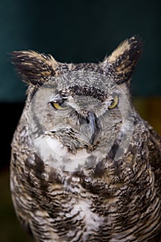 Great Horned Owl 3