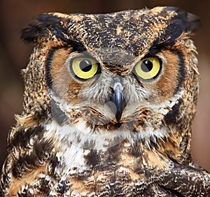 Great Horned Owl