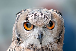 Great Horned Owl