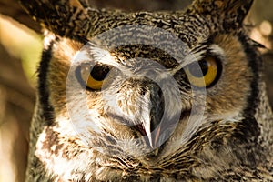 Great Horned Owl