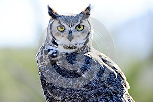 Great horned owl