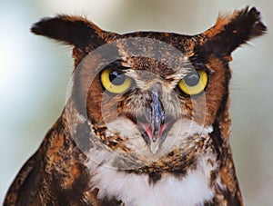 Great Horned Owl