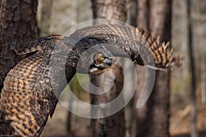 Great Horned Owl