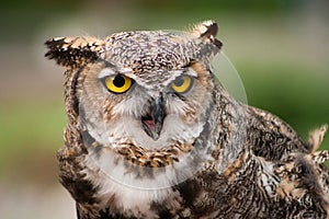 Great Horned Owl