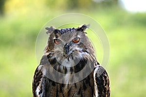 Great-Horned Owl