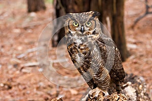 Great Horned Owl photo