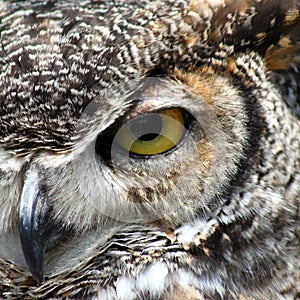 Great Horned Owl