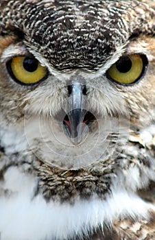 Great Horned Owl