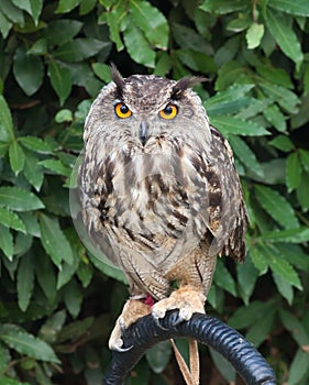 Great Horned Owl