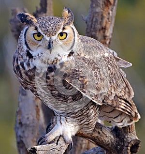 Great Horned Owl