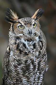 Great Horned Owl