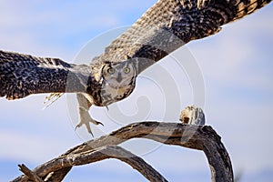 Great horned Owl