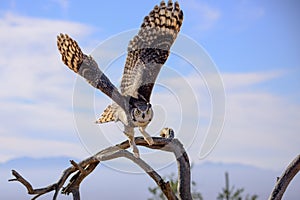 Great horned Owl