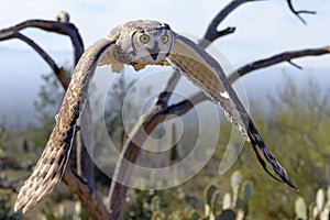 Great horned Owl