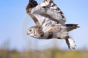 Great horned Owl