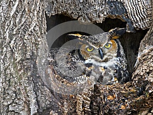 Great Horned Owl