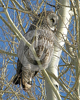 Great Horned Owl