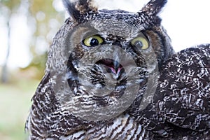 Great Horned Owl