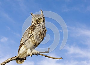 Great horned owl