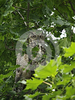 Great Horned Owl