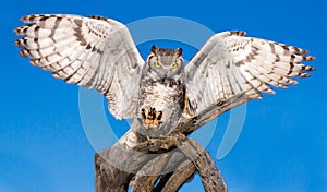 Great Horned Owl