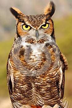 Great Horned Owl