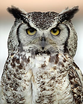 Great Horned Owl