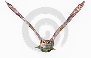 Great horned owl adult - bubo virginianus - flying towards camera