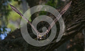 Great horned owl adult bubo virginianus flying towards camera from oak tree