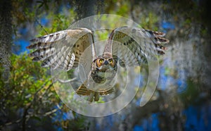 Great horned owl adult bubo virginianus flying towards camera from oak tree, yellow eyes fixed on camera