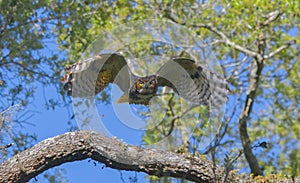 Great horned owl adult bubo virginianus flying towards camera from oak tree, yellow eyes fixed on camera, wings spread apart, bo