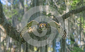 Great horned owl adult bubo virginianus flying towards camera from oak tree, yellow eyes fixed on camera, wings spread apart, bo