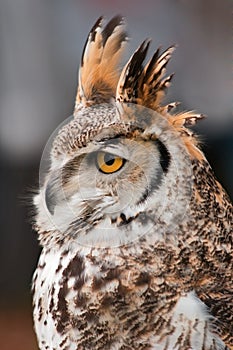 Great Horned Owl Against Grey