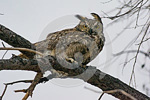 A Great Horned Owl Annoyed on a Windy Day